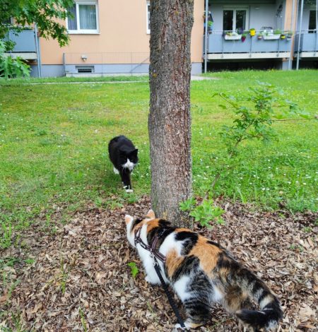 Katzenspaziergang Leni und Nachbarskater