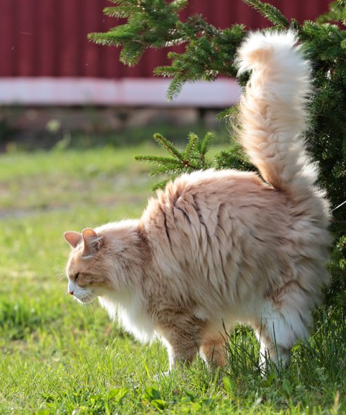 Katze pinkelt überall hin und markiert im Garten